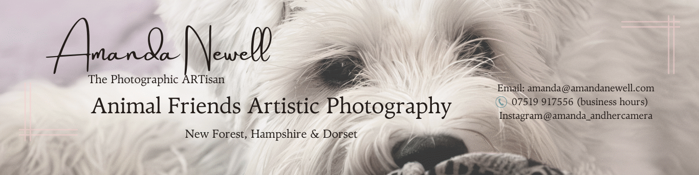 Amanda Newell Photography